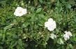 Schone Gezelle Blome rose photo