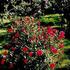 Mountie ™ rose photo