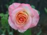 Candia rose photo