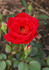 Sorcerer ™ rose photo