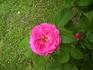 Président Willermoz rose photo