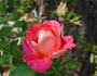Elsie Melton rose photo