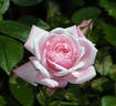 Jeanne Lajoie rose photo