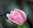 Jeanne Lajoie rose photo