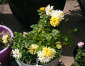 Lowell Thomas rose photo