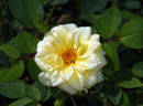 Yantai rose photo