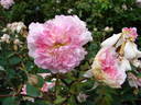 Rosemoor ™ rose photo