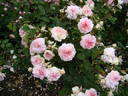 Rosemoor ™ rose photo