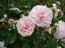 Rosemoor ™ rose photo
