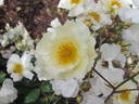 Autumn Delight rose photo