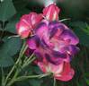 Cancan ™ rose photo