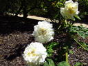 Céline Forestier rose photo