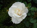 Weisse Wolke rose photo