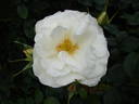 Weisse Wolke rose photo