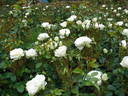 Weisse Wolke rose photo