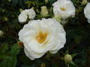 Weisse Wolke rose photo