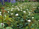 Weisse Wolke rose photo