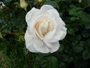 Weisse Wolke rose photo