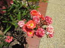 Gloria Mundi rose photo