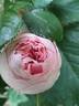 Alhambra rose photo