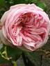 Alhambra rose photo