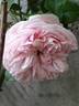 Alhambra rose photo