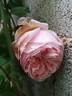 Alhambra rose photo