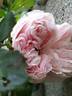 Alhambra rose photo