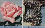 Michèle Meilland, Cl. rose photo