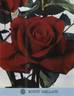 Rouge Meilland rose photo