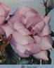 Prélude rose photo