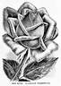 Florence Pemberton rose photo
