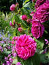 Chénédolé rose photo