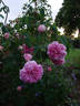 Arrillaga rose photo