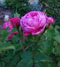 Jules Margottin rose photo