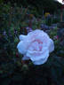 Blanche Duranthon rose photo