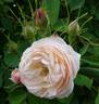 El Ariana rose photo