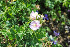 R. woodsii rose photo