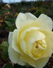 Galaxy rose photo