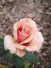 Cafe au Lait rose photo