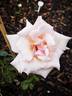Cafe au Lait rose photo