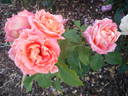 Vivienne Westwood rose photo
