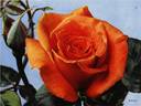 Bettina ® rose photo