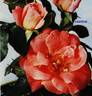 Fashion rose photo