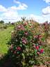 Chénédolé rose photo