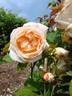 Cressida rose photo