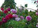 Arrillaga rose photo