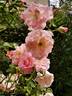 Marinette rose photo