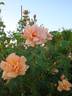 Orange Everglow rose photo