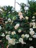 Elegance rose photo